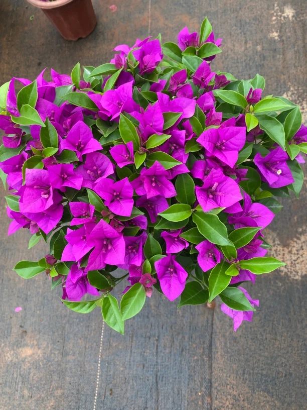 【小王子云南紫】开播福利三角梅运输有可能掉花落叶介意慎拍3-19