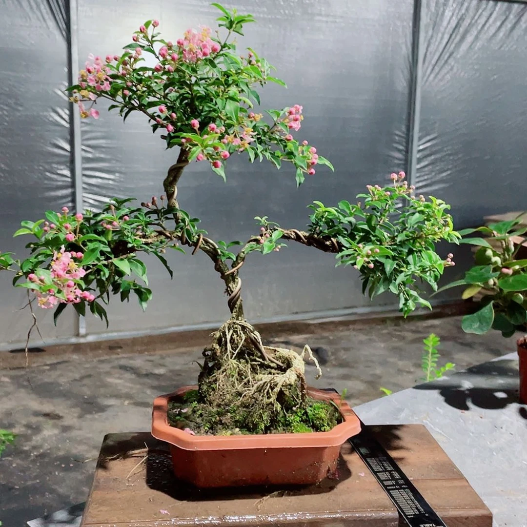 大部分花苞少量开放造型樱花盆景，按图发