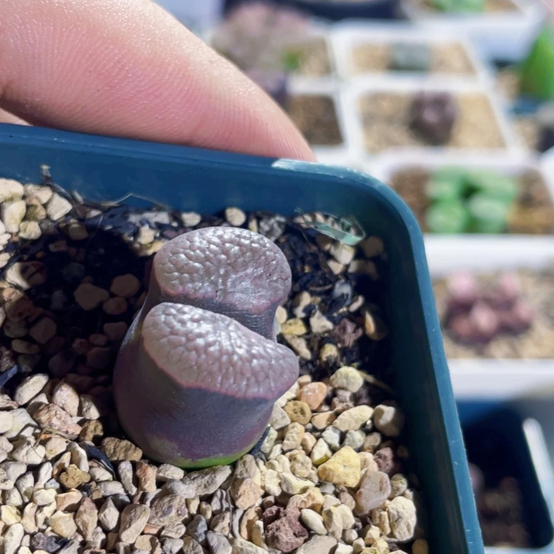 大型紫体磁铁风铃植物一物一拍