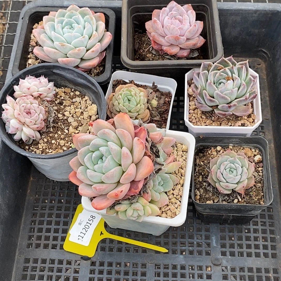 1120158筐拍福利不售后