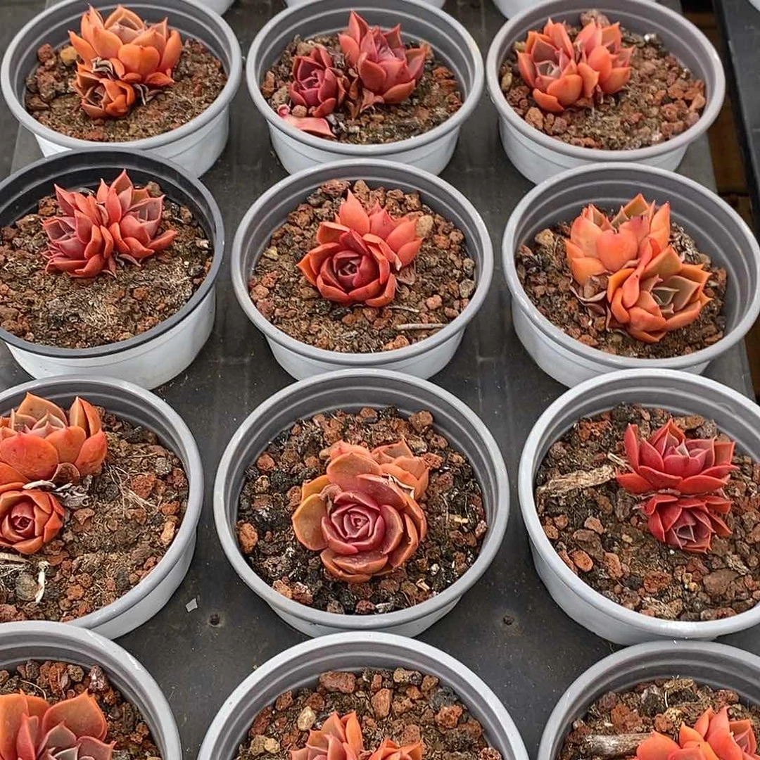 金汇园艺，团小红灯群