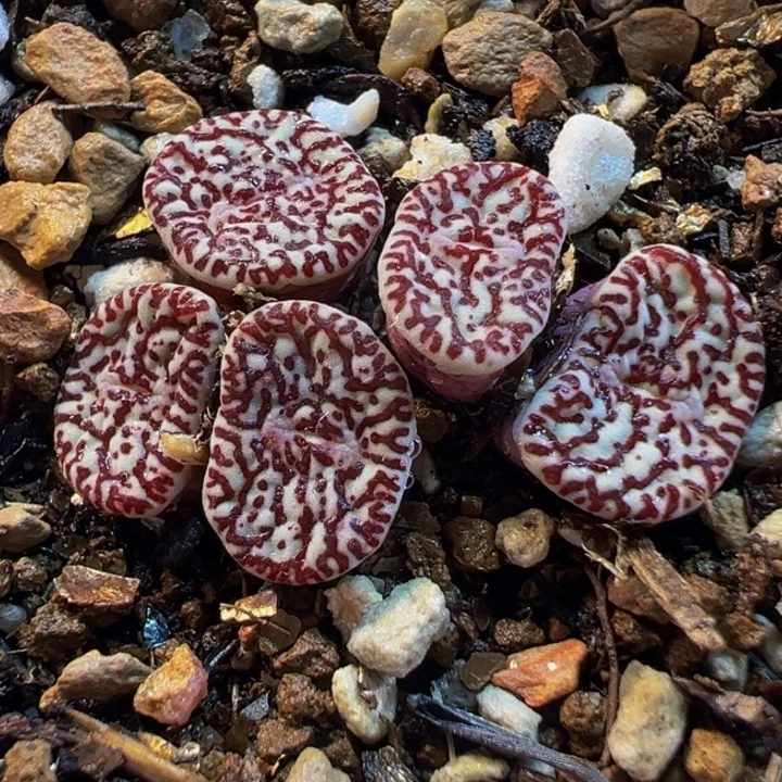 952多肉植物种类多样