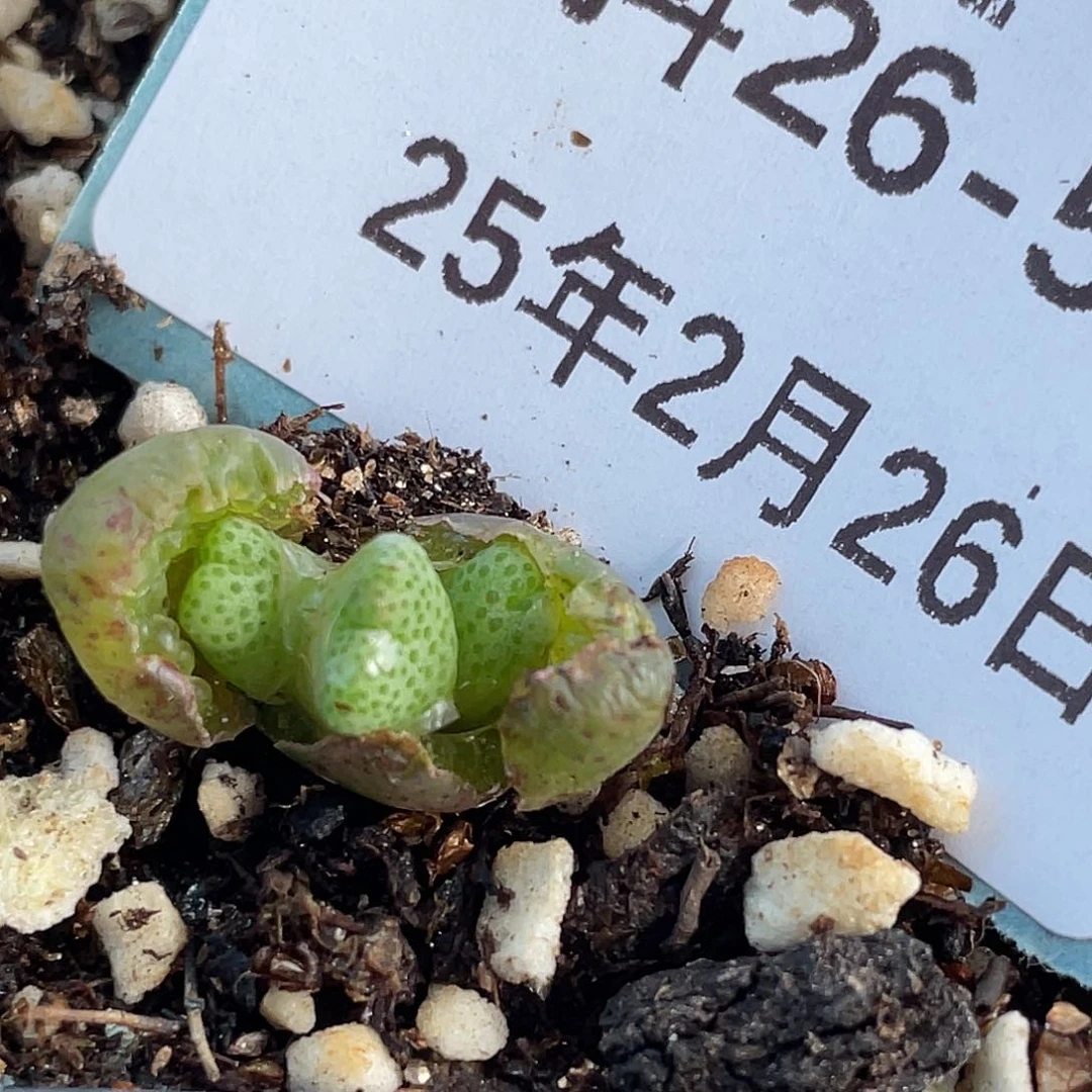 26-53斑马955d多肉植物