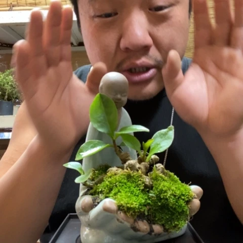 红陶一物一拍所见即所得196