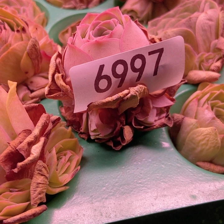 暖****6997山地玫瑰花群