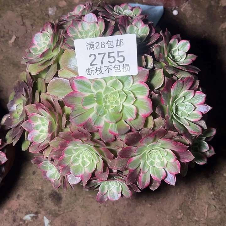 2755万彩灯多肉植物