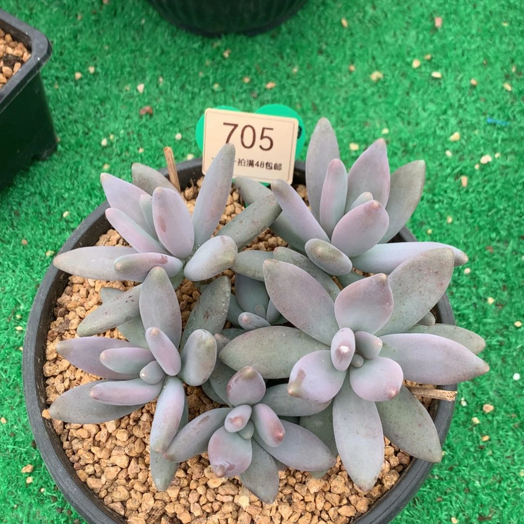 花***子企鹅无砍一物一拍705