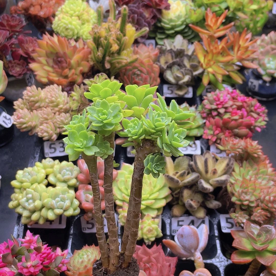 老***邪花钱花钱花钱花钱