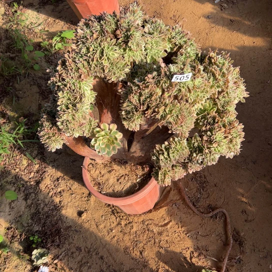 有伤女神505官府55