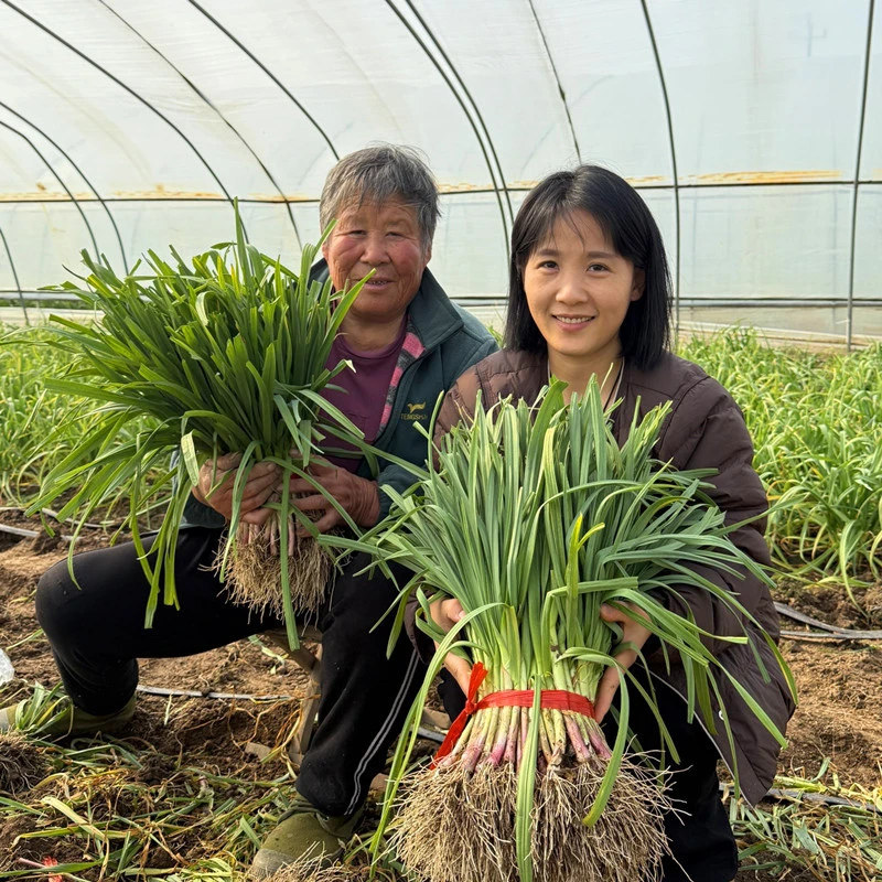 新鲜蒜苗现挖现发产地直发带泥土金乡红皮当季香辣爽口限量100单