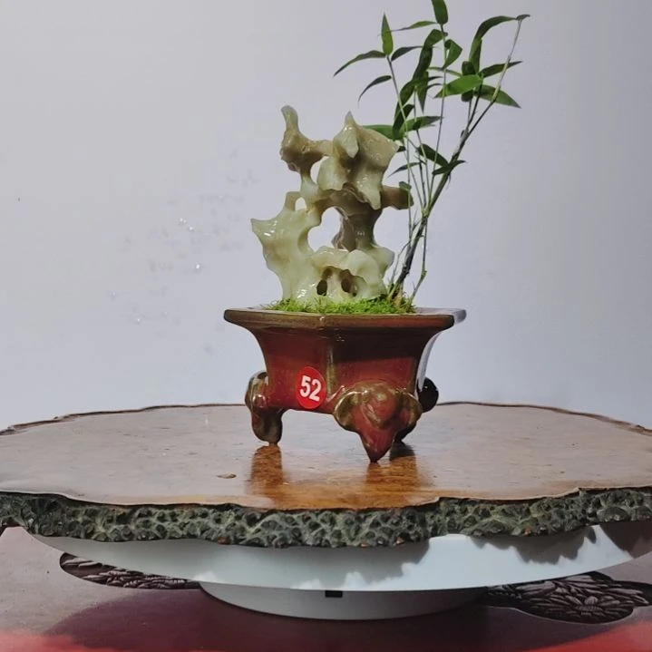 燕***儿无花朵盆景，凤尾竹，玉玲珑