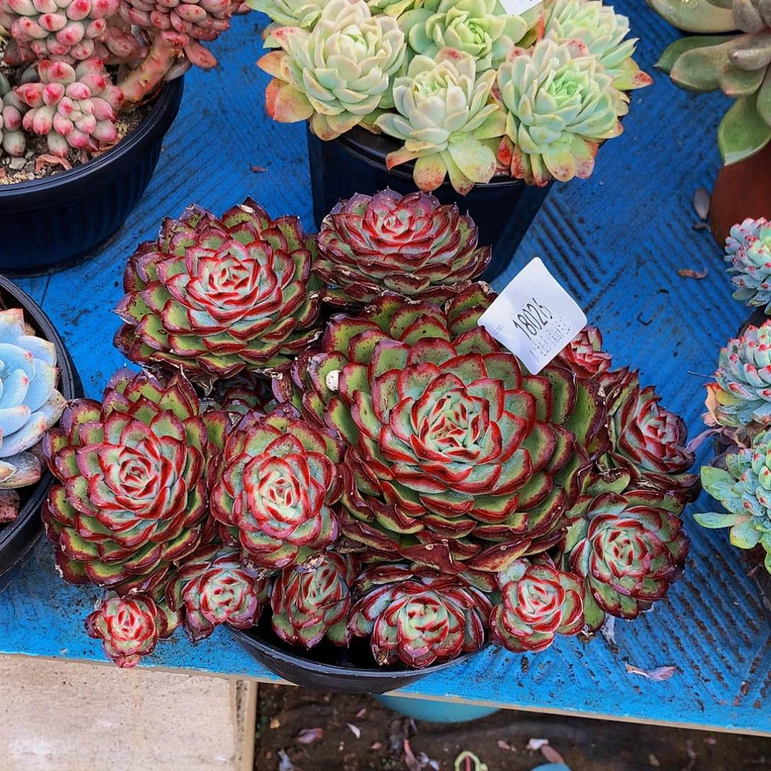 哈***哈    肉酱玫瑰多肉18026