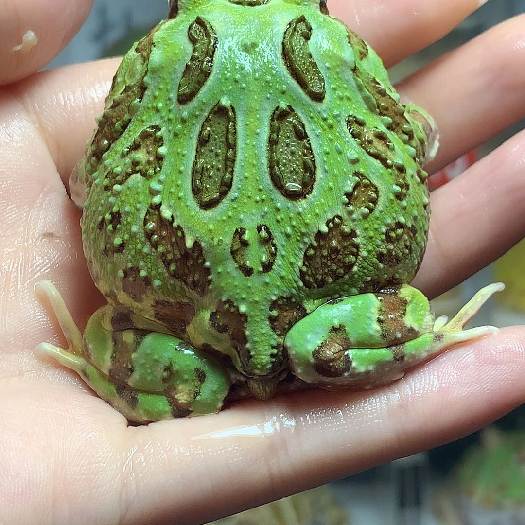 角蛙4200蓝光圈绿角