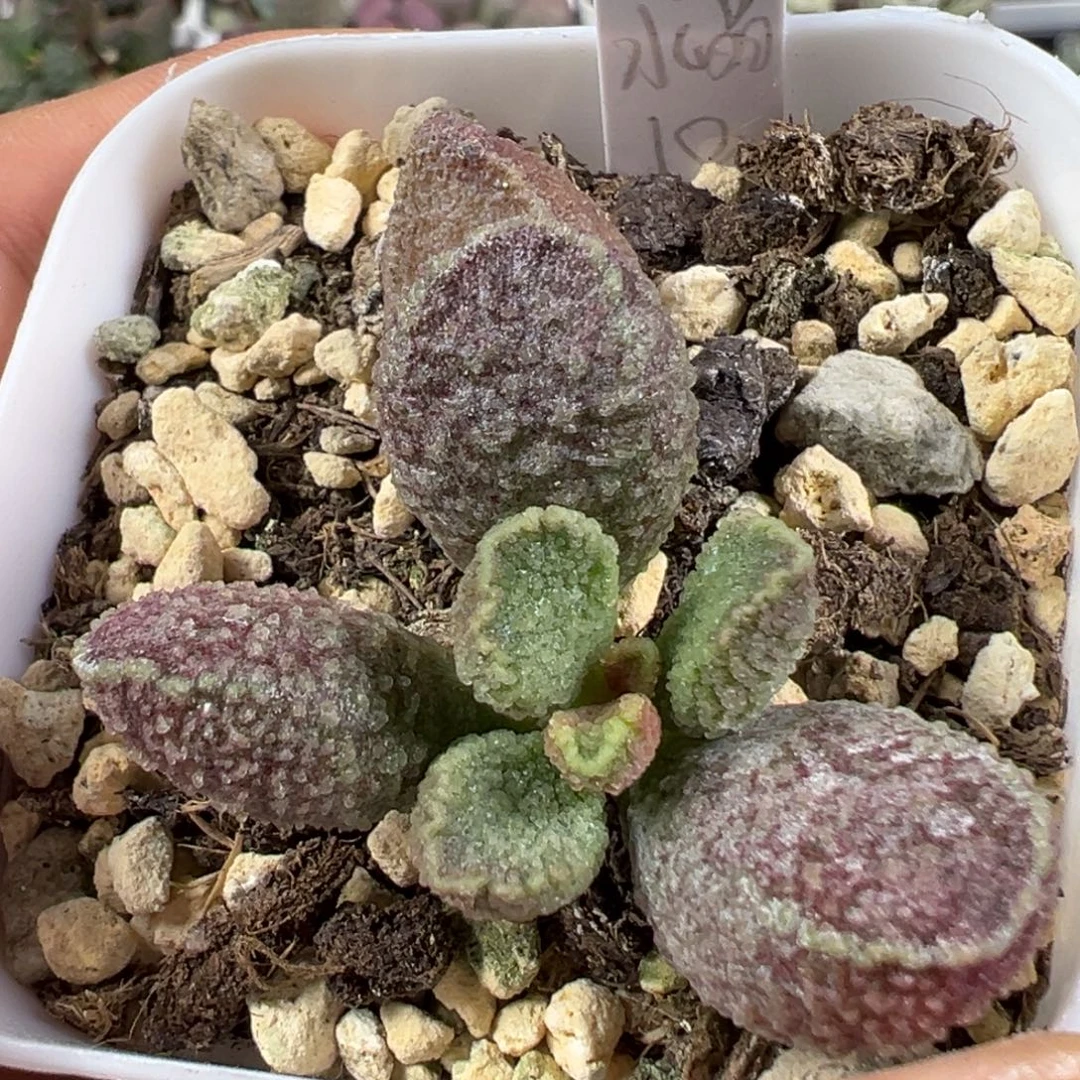 w紫水晶多肉植物水泡