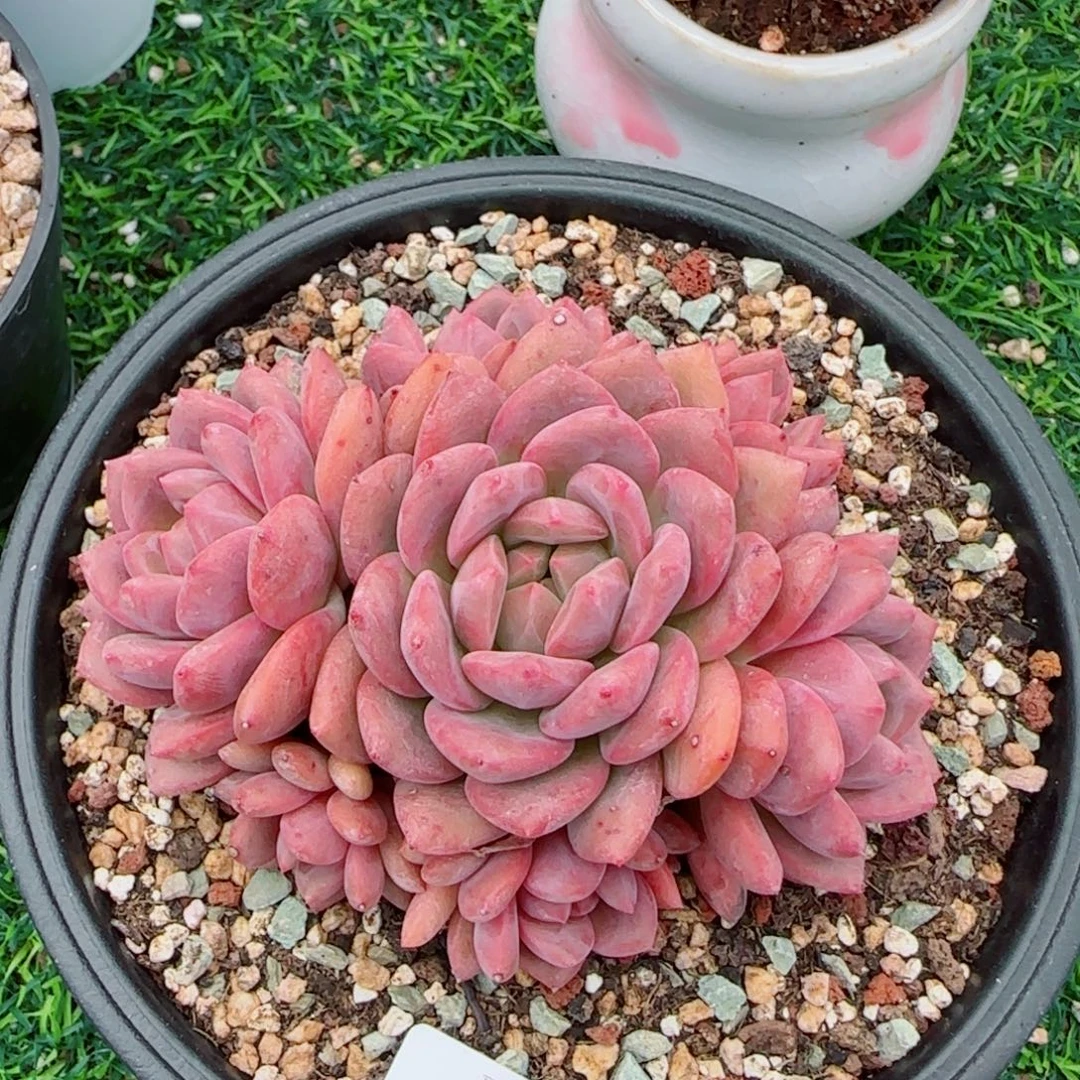 爱丽儿手捧，9595多肉植物