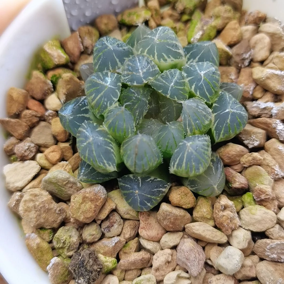 6号白霓虹灯糊斑一物一拍带盆土发货