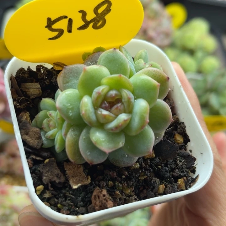 芙汐珍妮4头群5138