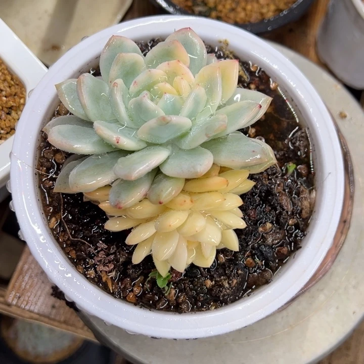 橙梦露锦 夏鸣园艺