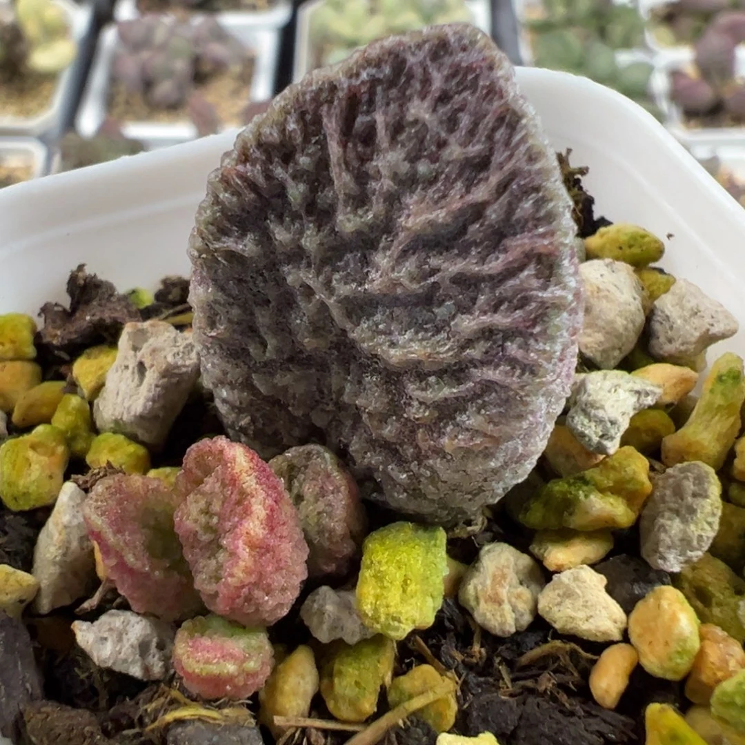放射纹拉直膏实生新品大苗多肉