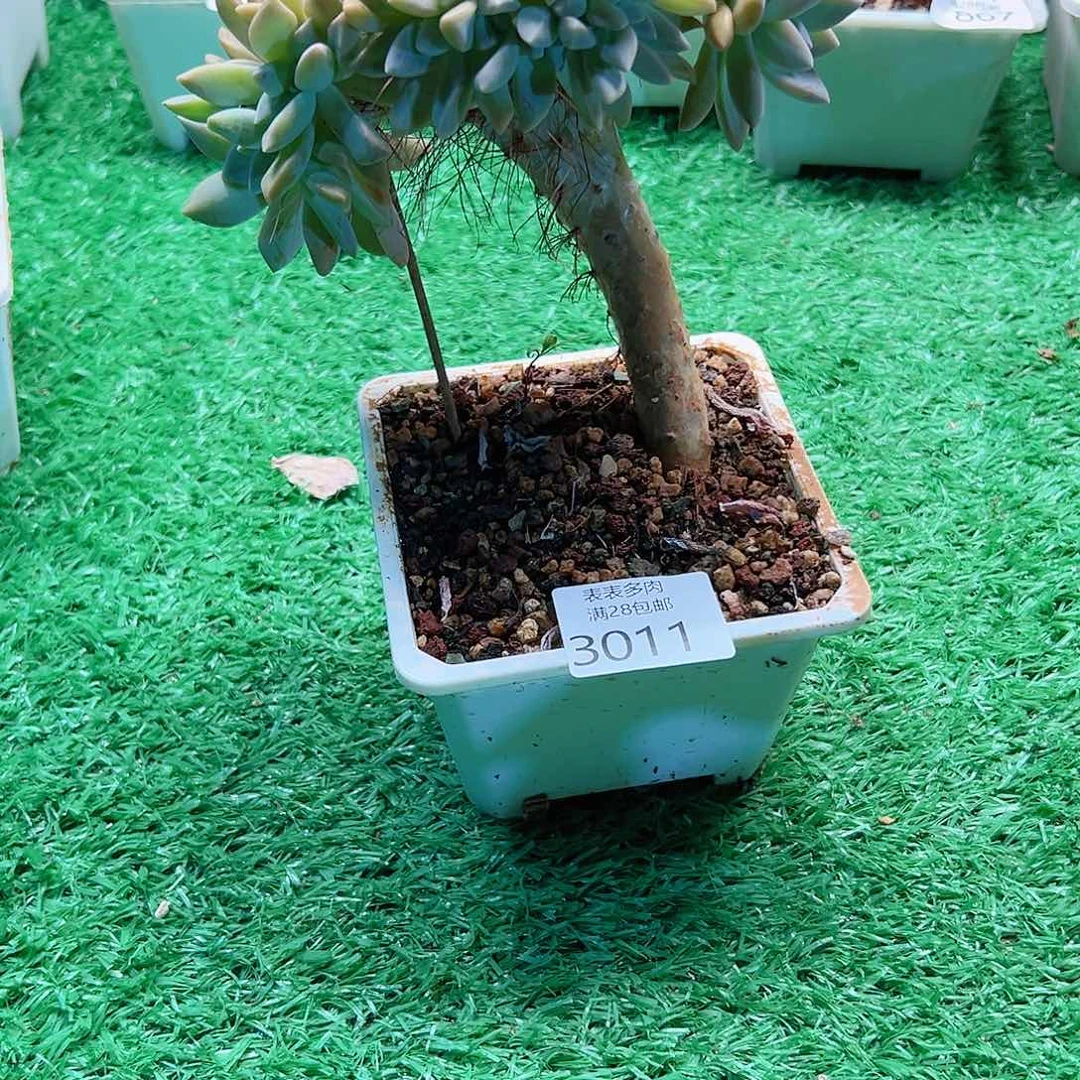 小***5多肉一物一拍植物3011