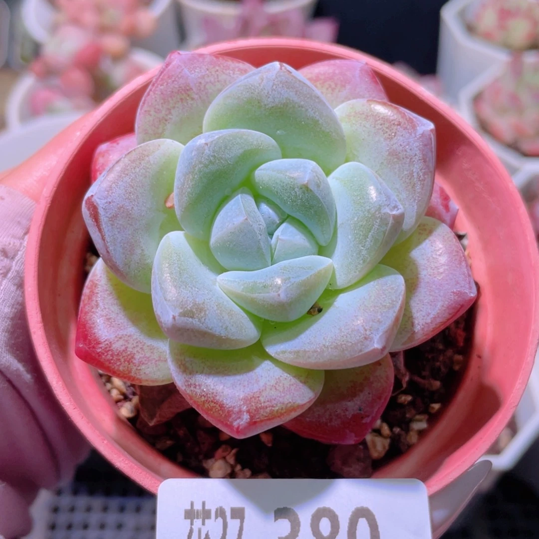 花利美27-380冰玉