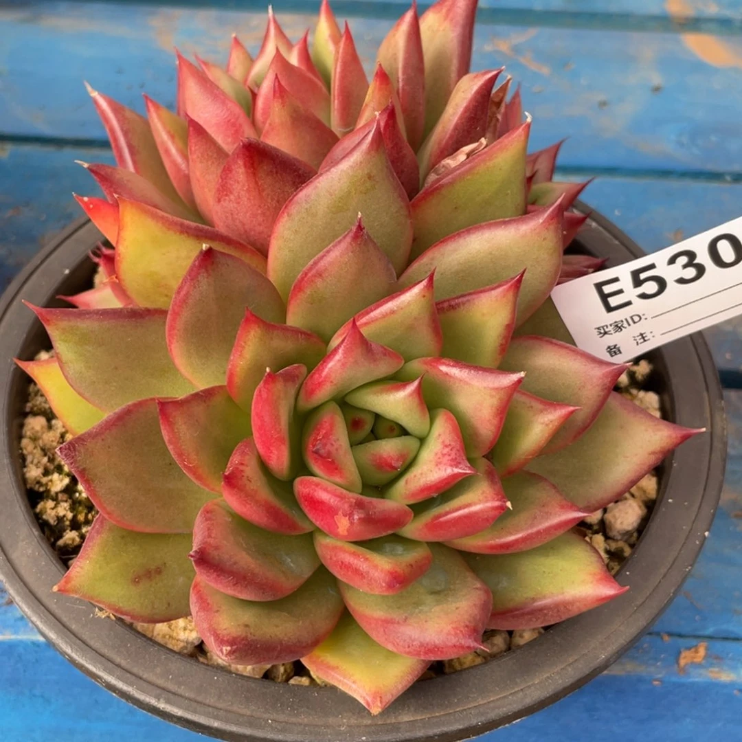 无花朵若如东云单拍E530