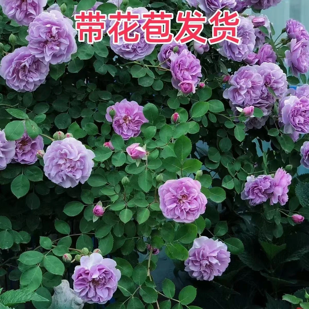 【3加仑高50cm-60cm】6升蓝色阴雨月季花丛生灌木开花带育苗袋发