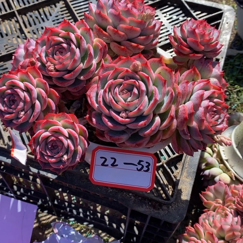 【闪购商品】临*雨多肉植物的