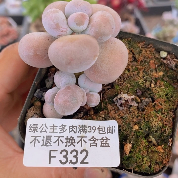 芭比奶洛5cm332多肉植物