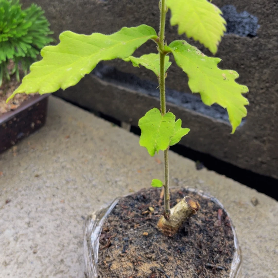 【闪购商品】无花朵清**人