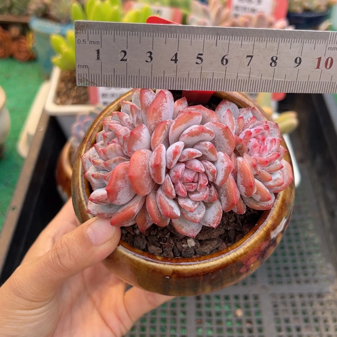 表妹精品多肉植物371.
