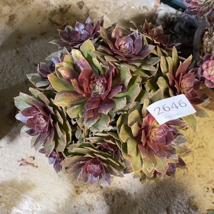 红丝绒多肉断头不包2646