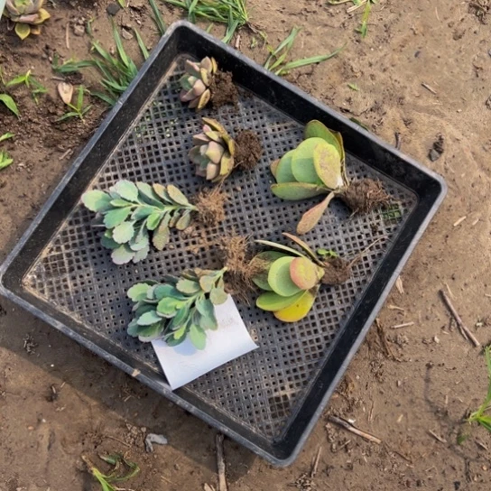 蝴蝶之舞两颗 彩虹糖两颗 糖印两颗