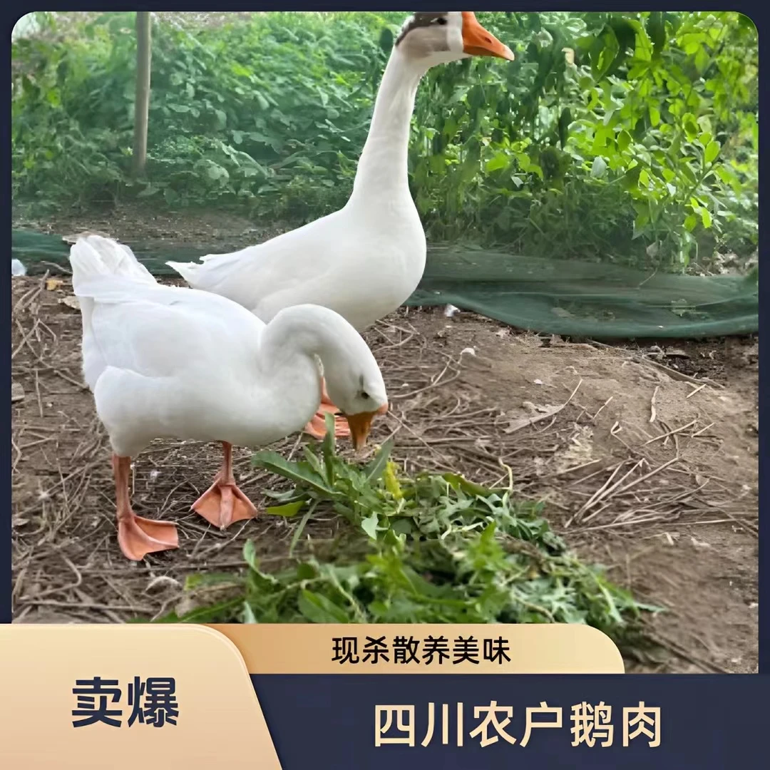 四川农户家散养粮食老鹅（现场称 杀好不退）
