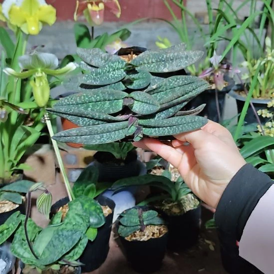 全部花苞带营养杯发货