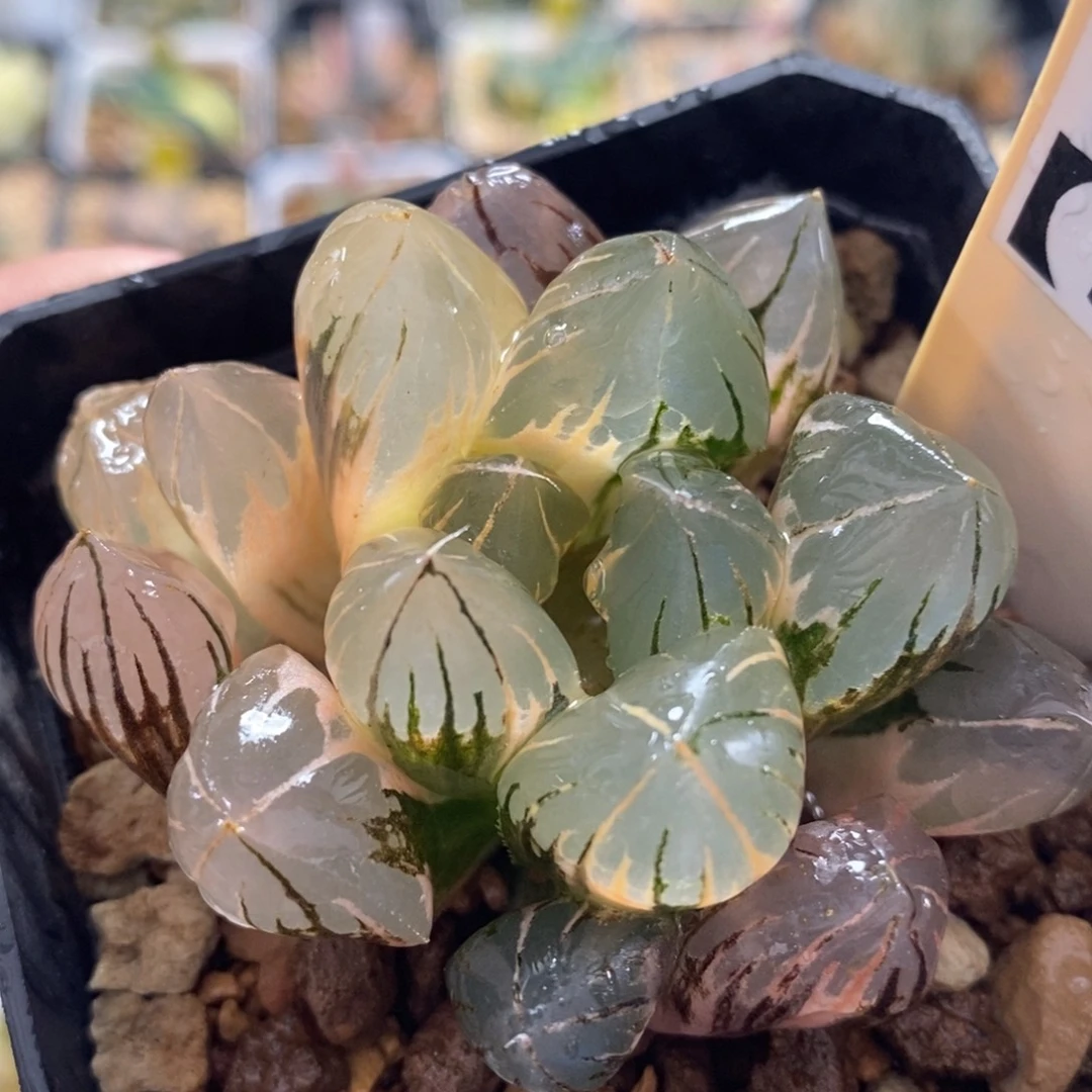 713水晶玉露十二卷多肉