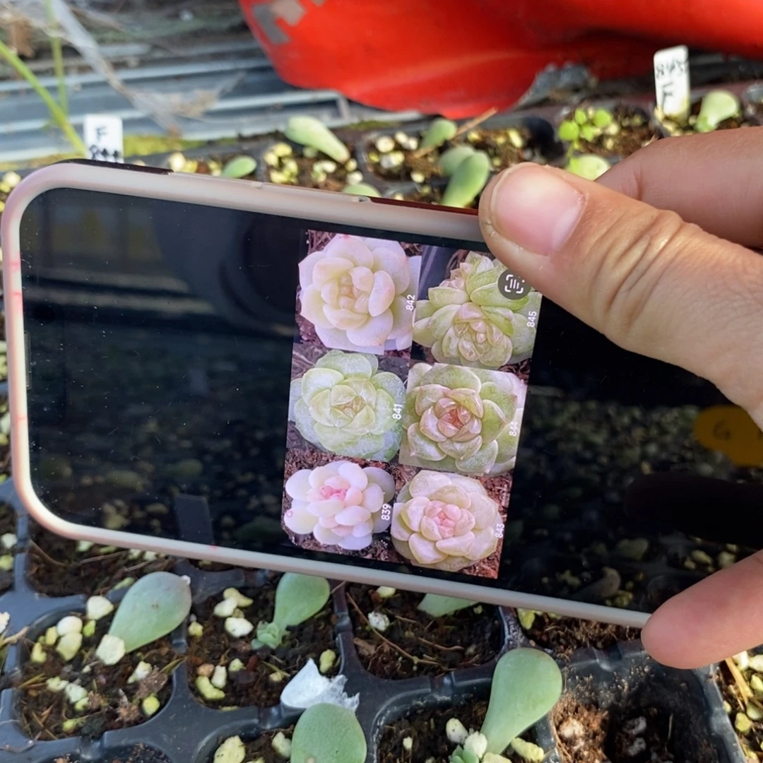 标1828风花844芽苗一个