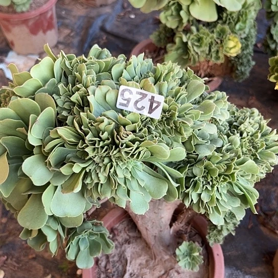 8***m多肉植物一个绿玫瑰