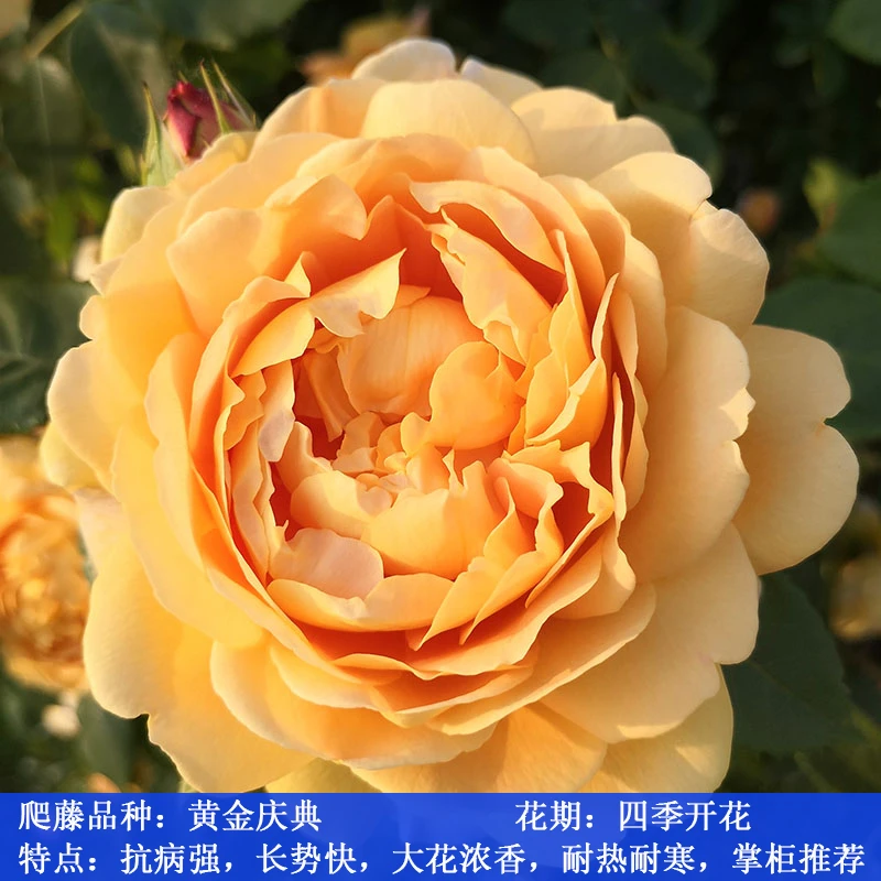 黄金庆典大苗爬藤月季四季开花庭院浓香爬藤盆栽藤本月季特大花
