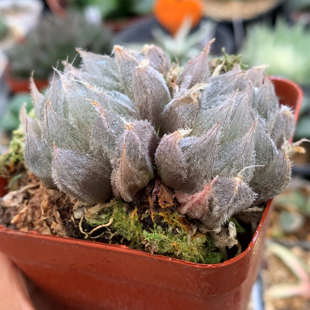 白泽毛玉露，带盆发货