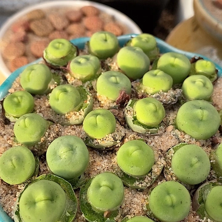 14525嘟嘟嘴一颗