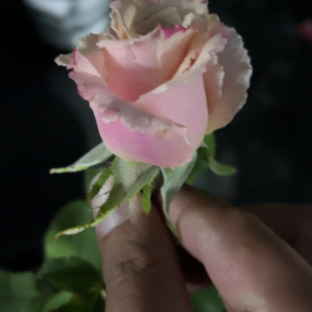 *****无花朵————测试紫 福利款 xun