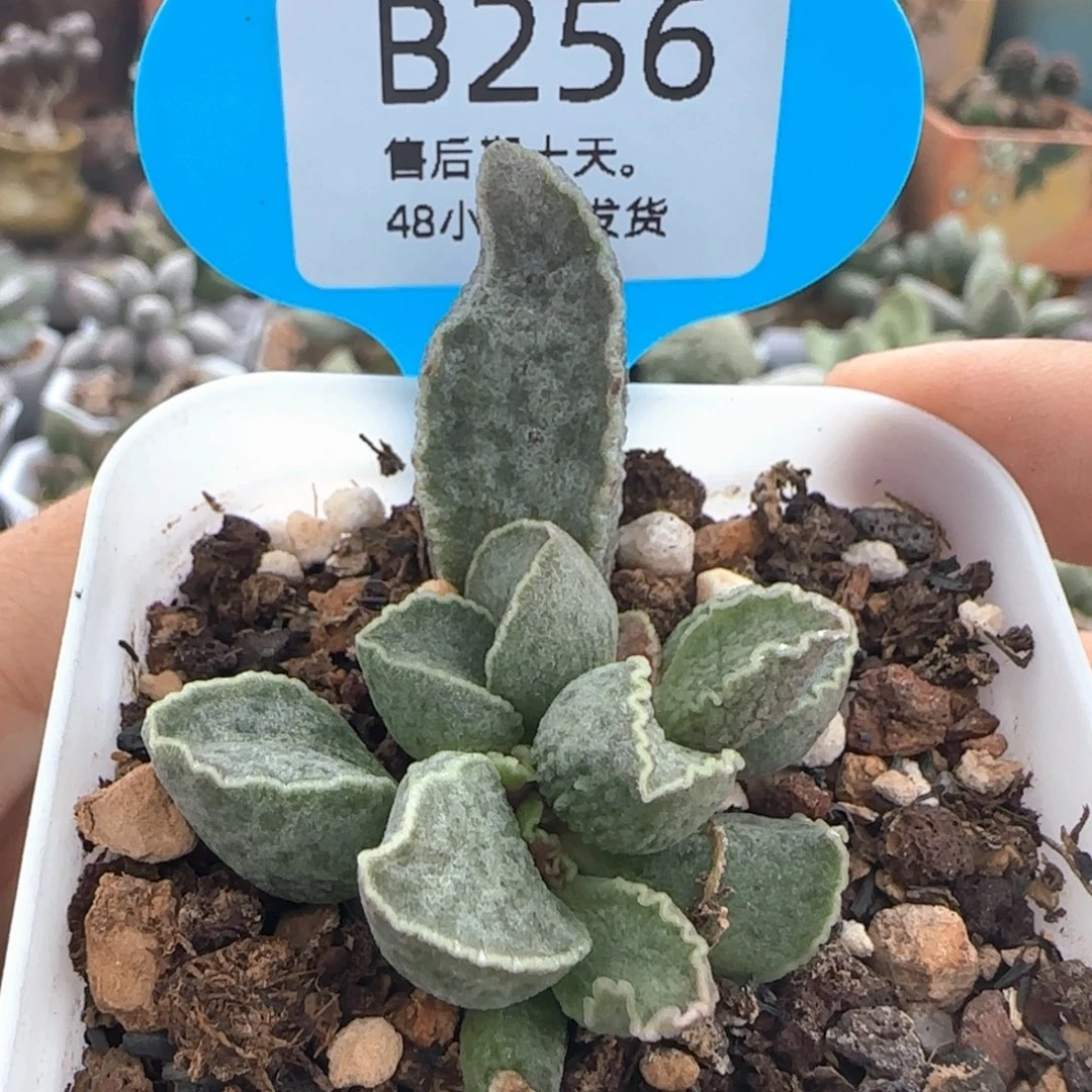 福利。   256。