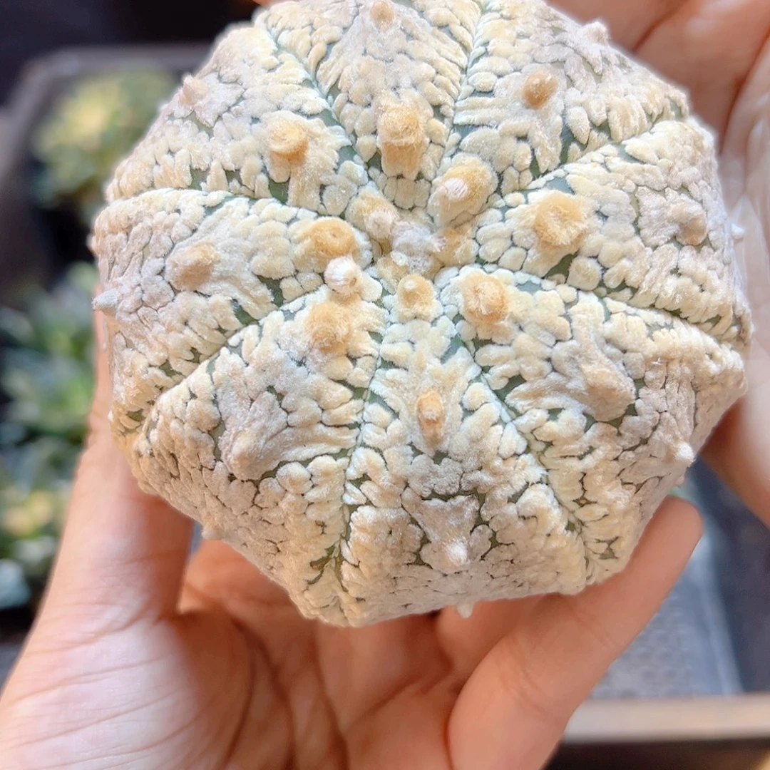 11号苗接海星v兜无根8.9公分