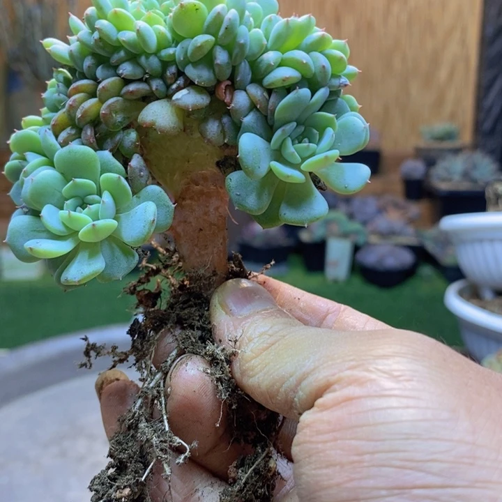 芯***熙49 号白胖子多肉植物