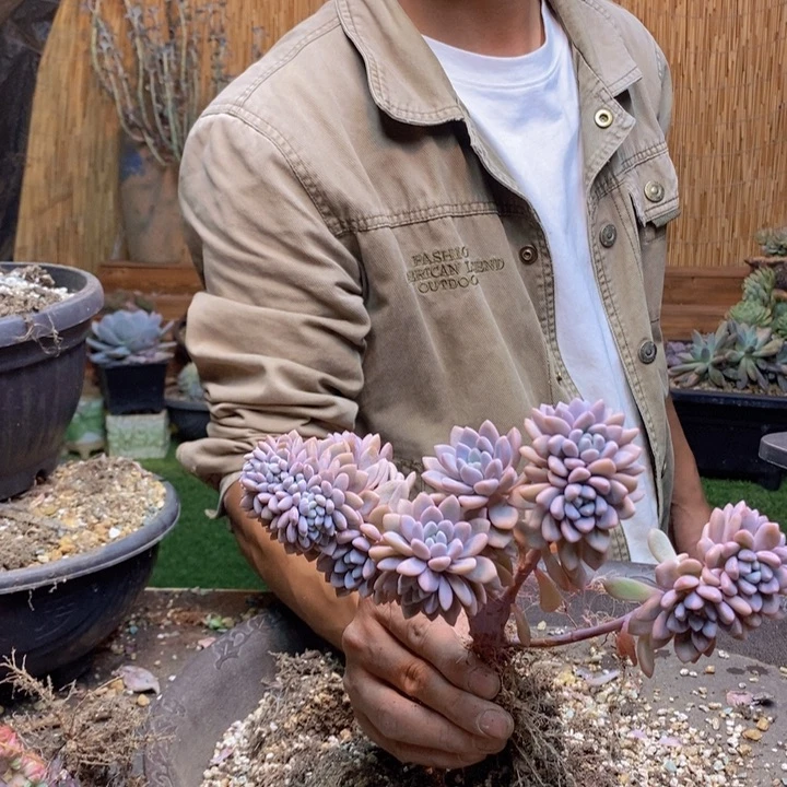 x***z293号奥普多肉植物