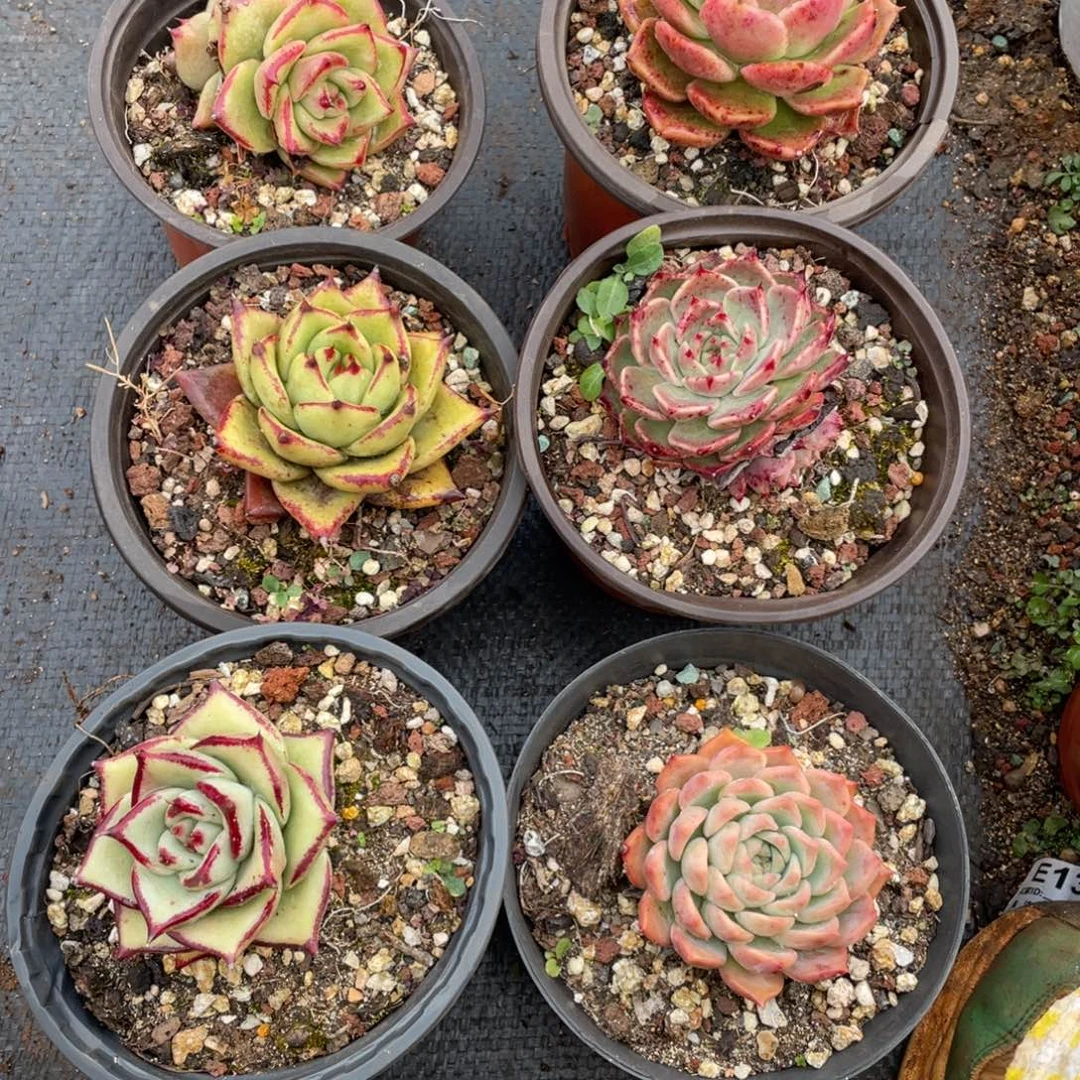 无花朵若如东云组拍E410