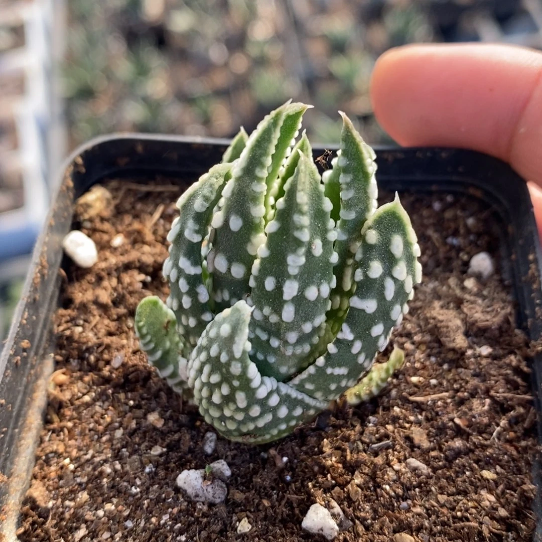 1801 一颗泪珠硬叶 超级福利