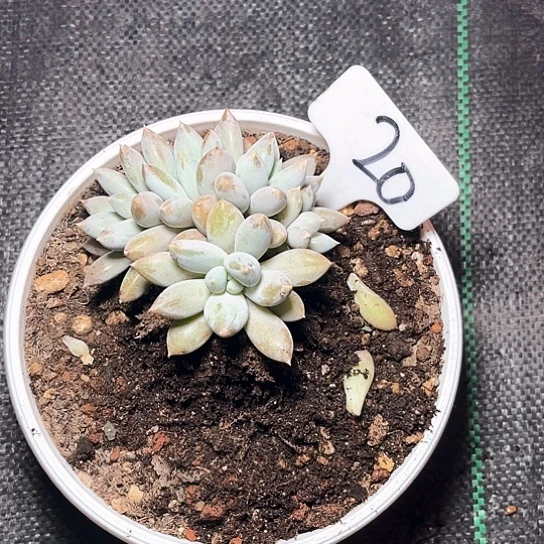 是***爱哥特20号码牌子的话题了