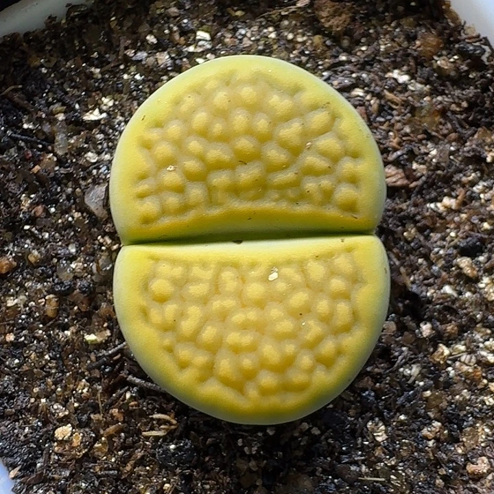 生石花1111121。  208